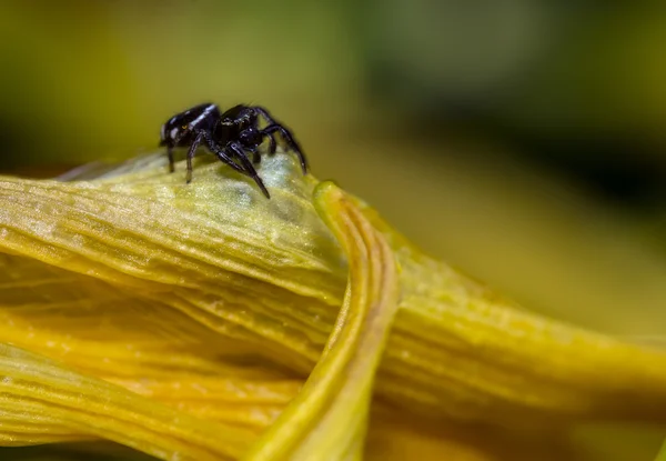 The jumping spider family (Salticidae) — Stock Photo, Image