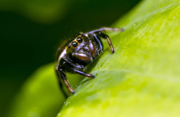 Прыгающие пауки семейства Salticidae ) — стоковое фото