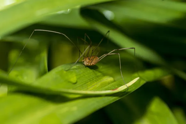 Pholcidae, commonly known as cellar spiders, are a spider family — Stock Photo, Image