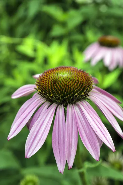 Echinacea — Fotografia de Stock