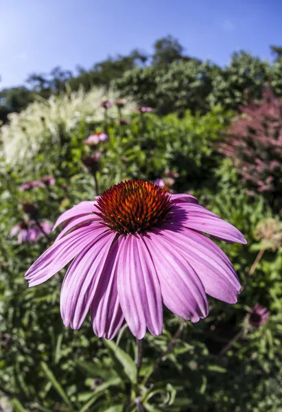 松果菊花园里的花 — 图库照片