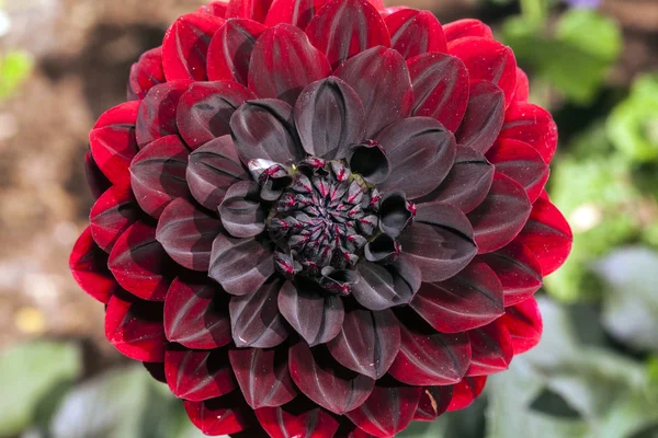 Dahlia enda blomma i närbild — Stockfoto