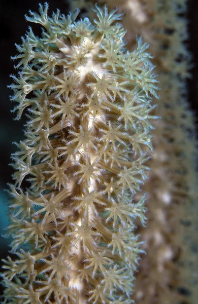 Caña de mar de poro de hendidura gigante, coral suave —  Fotos de Stock