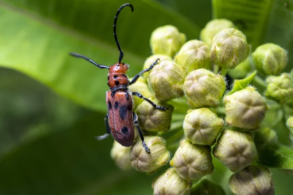 Milkweed beetle — Stock Photo, Image