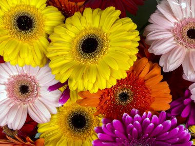 Gerbera jamesonii papatya