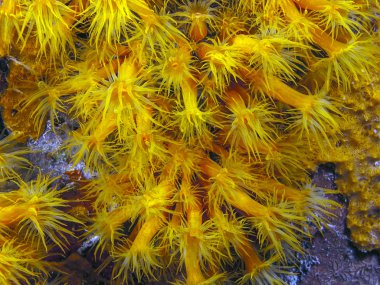 Turuncu fincan mercan, gece