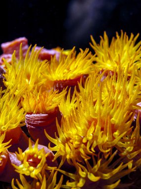 Turuncu fincan mercan, gece