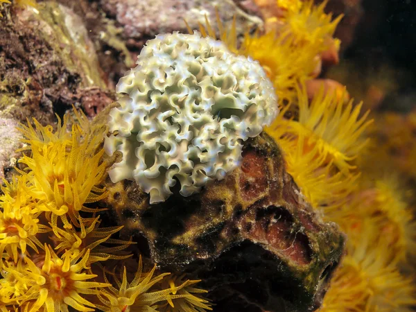 Lechuga babosa marina bajo el agua por la noche — Foto de Stock