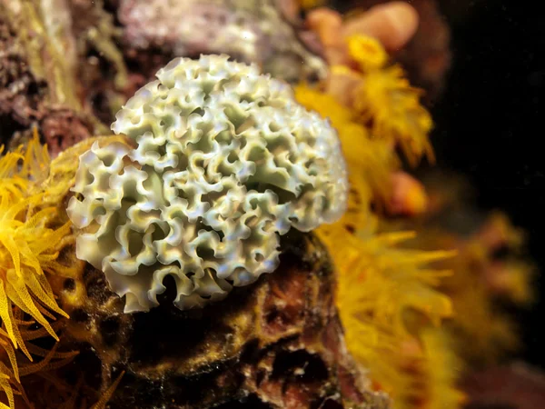 Lettuce Sea slug underwater at night — Stock Photo, Image