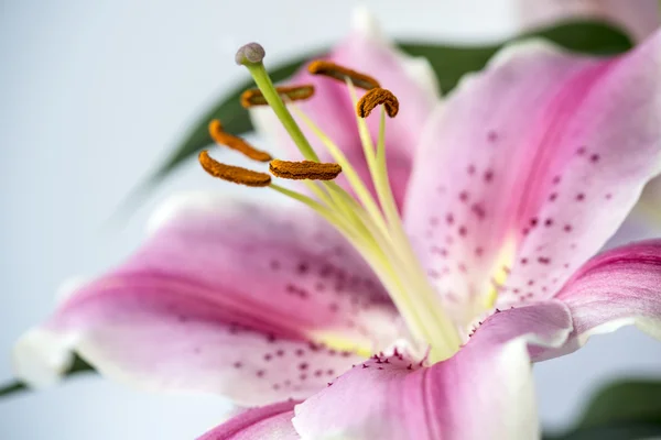 Lilium 'stargazer' (die Sternenguckerlilie) ist eine Hybridlilie der — Stockfoto