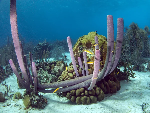 ESPAÇO DE TUBOS DE PROPÓSITO: Aplysina lacunosa — Fotografia de Stock