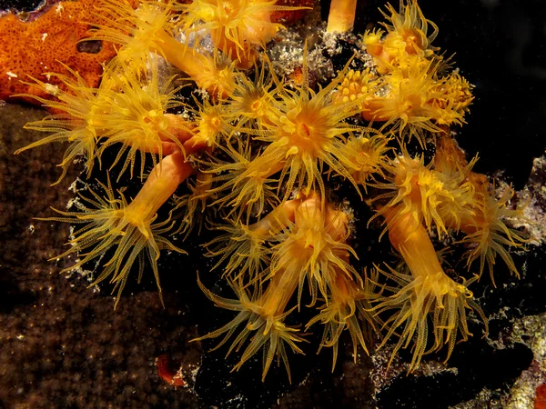 Copo de laranja corais à noite — Fotografia de Stock