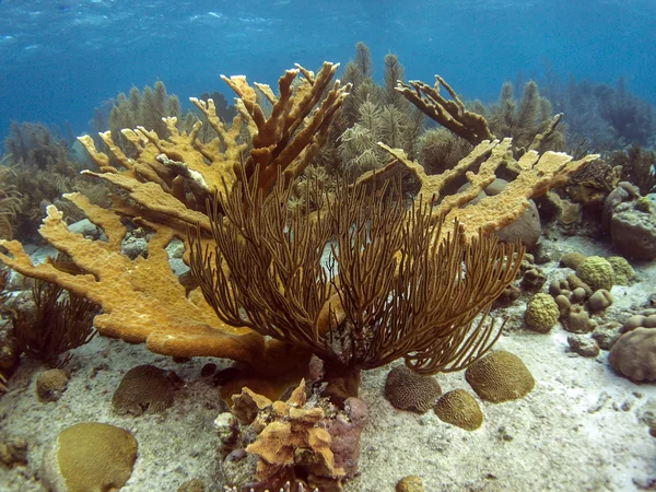 Elkhorn koralowych (Acropora palmata) — Zdjęcie stockowe