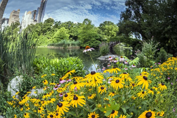 Central Park, New York Şehri — Stok fotoğraf