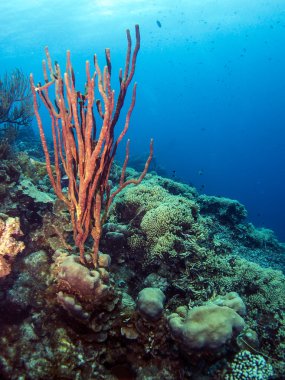 Sualtı mercan Amphimedon compressa (dik ip sünger - r