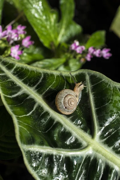 Land snail feeding — Stock Photo, Image