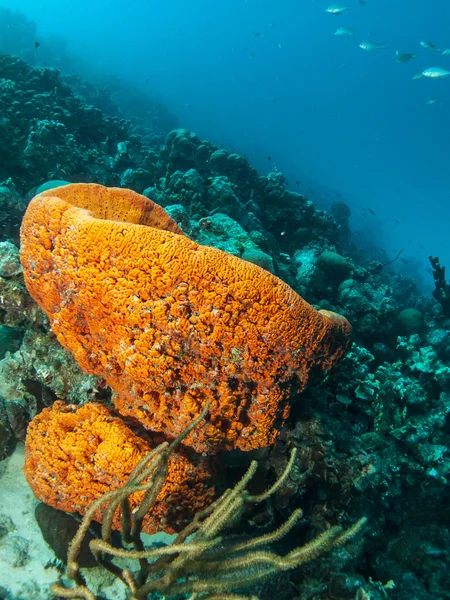 Underwater coral reef Agelas clathrodes (Orange Elephant Ear Spo — Stock Photo, Image