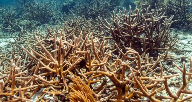 Staghorn mercan (Acropora cervicornis)