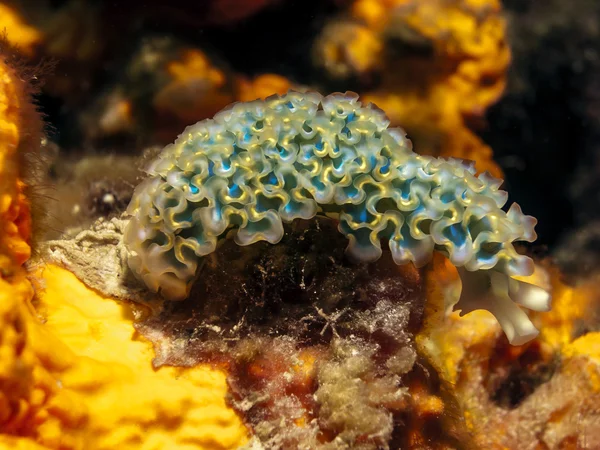 Lettuce Sea slug underwater at night — Stock Photo, Image