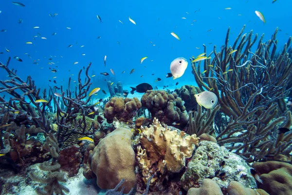 Korallenriff unter Wasser — Stockfoto