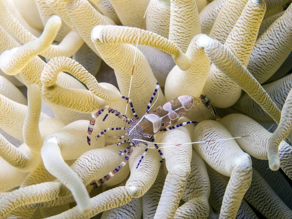 Spotted cleaner shrimp (Periclimenes yucatanicus) — Stock Photo, Image