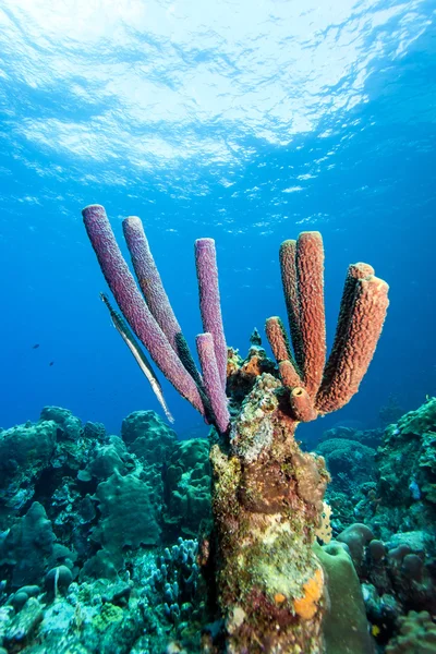 Underwater korallrev — Stockfoto