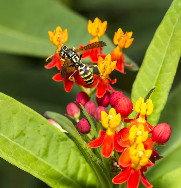 Gele jas wassen in tuin — Stockfoto