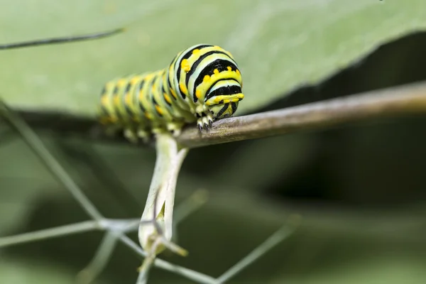 En Monarch butterfly (Danaos plexippus) caterpillar f — Stockfoto