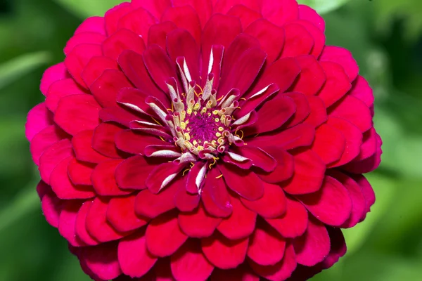 Red Dahlia flower in summer — Stock Photo, Image