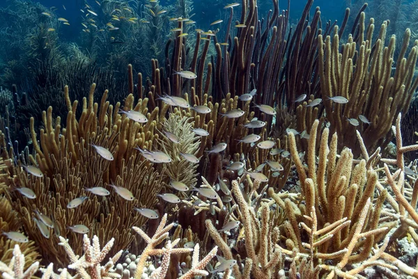 Víz alatti korallzátony — Stock Fotó