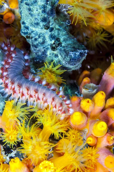 Sakallı fireworm, hermodice carunculata