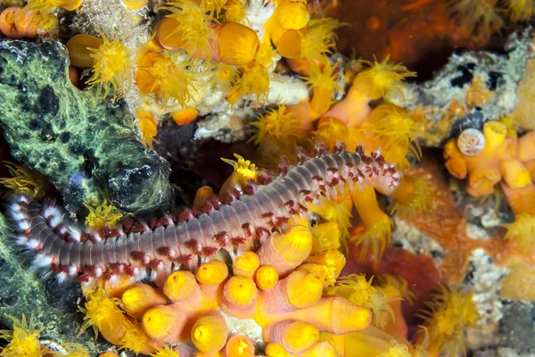 Brodaty fireworm, hermodice carunculata — Zdjęcie stockowe