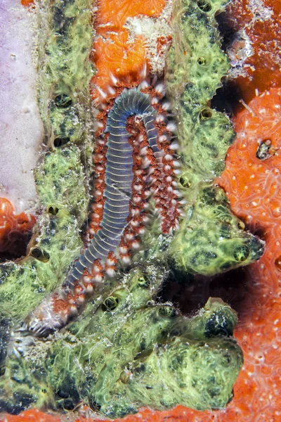 Brodaty fireworm, hermodice carunculata — Zdjęcie stockowe