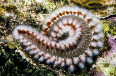 Sakallı fireworm, hermodice carunculata