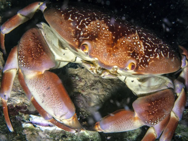 Underwater korallrev — Stockfoto