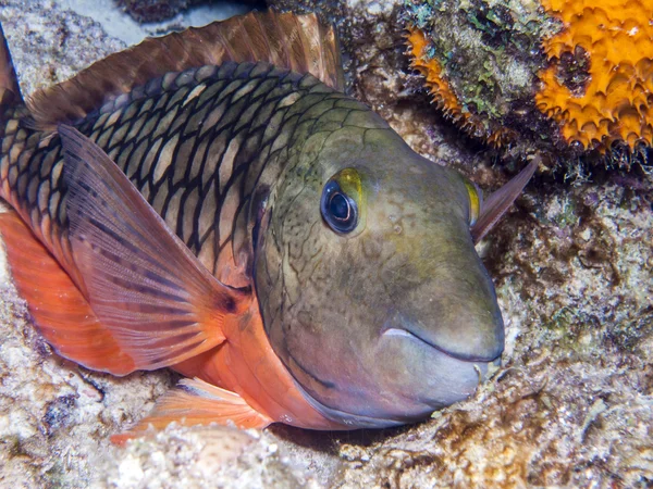 Sparisoma aurofrenatum Redband parrotfish — Stockfoto