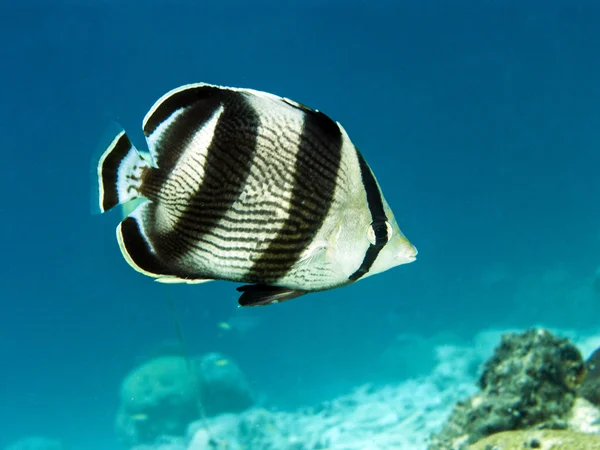 Şeritli Butterflyfish (Chaetodon striatus) — Stok fotoğraf