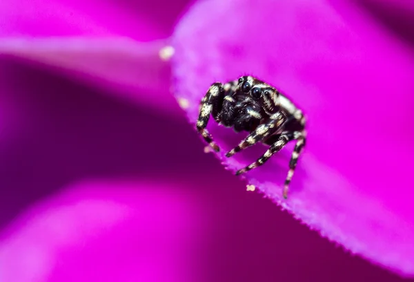 Skákání pavouk, salticidae, — Stock fotografie