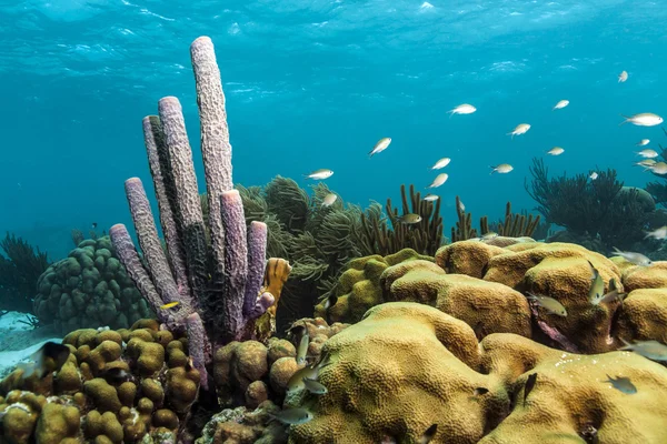 Underwater coral reef — Stock Photo, Image