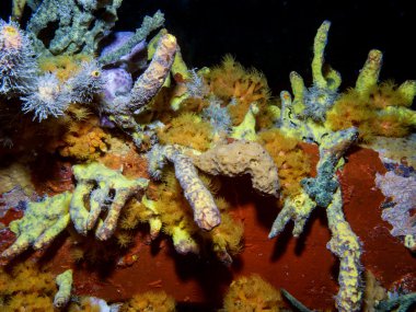 Sualtı mercan, gece, kasabanın pier