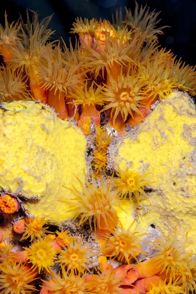 Corales de copa naranja —  Fotos de Stock