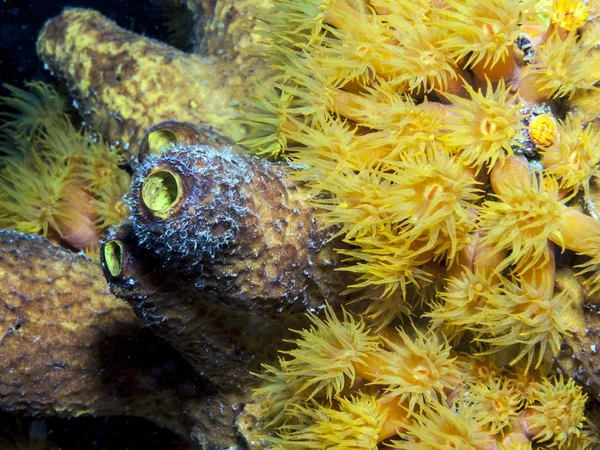 Underwater coral reef orange cup corals — Stock Photo, Image