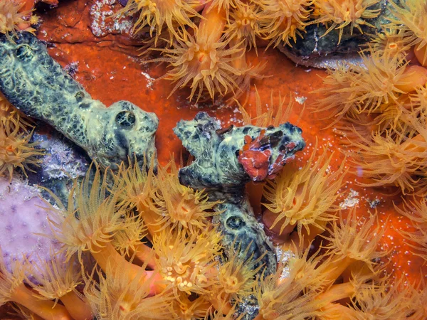 Arrecife de coral submarino copa naranja corales —  Fotos de Stock