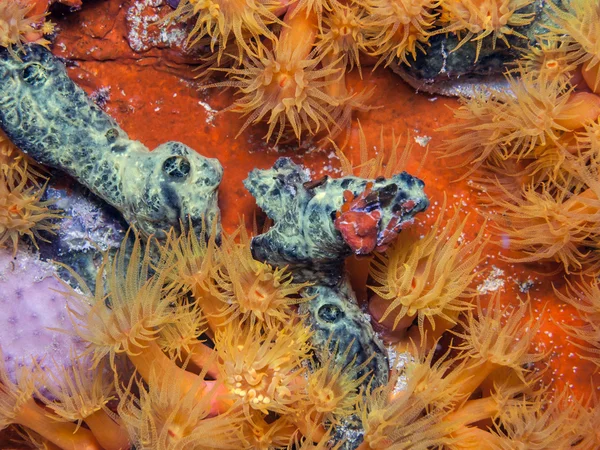 Underwater coral reef orange cup corals — Stock Photo, Image