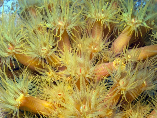 Underwater coral reef orange cup corals — Stock Photo, Image