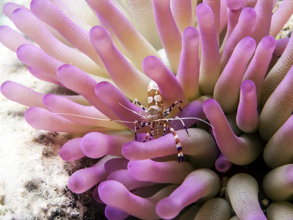 Všiml čistší krevety (Periclimenes yucatanicus) — Stock fotografie