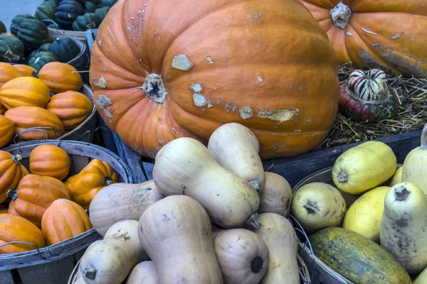 Pumpkins, grouds and Squash — Stock Photo, Image