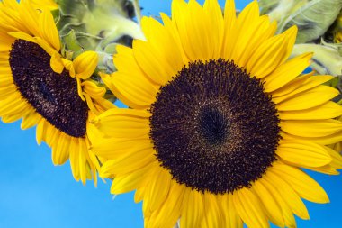 Ayçiçeği (Helianthus annuus)