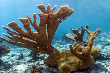 Sualtı mercan kayalığı Elkhorn mercan (Acropora palmata)