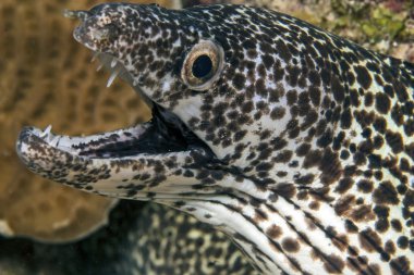 Benekli moray, moringa gymnothorax